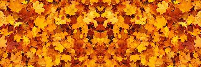 Czy opiekun psa musi mieć OC? Mapa, koszty, fakty i niespodzianki